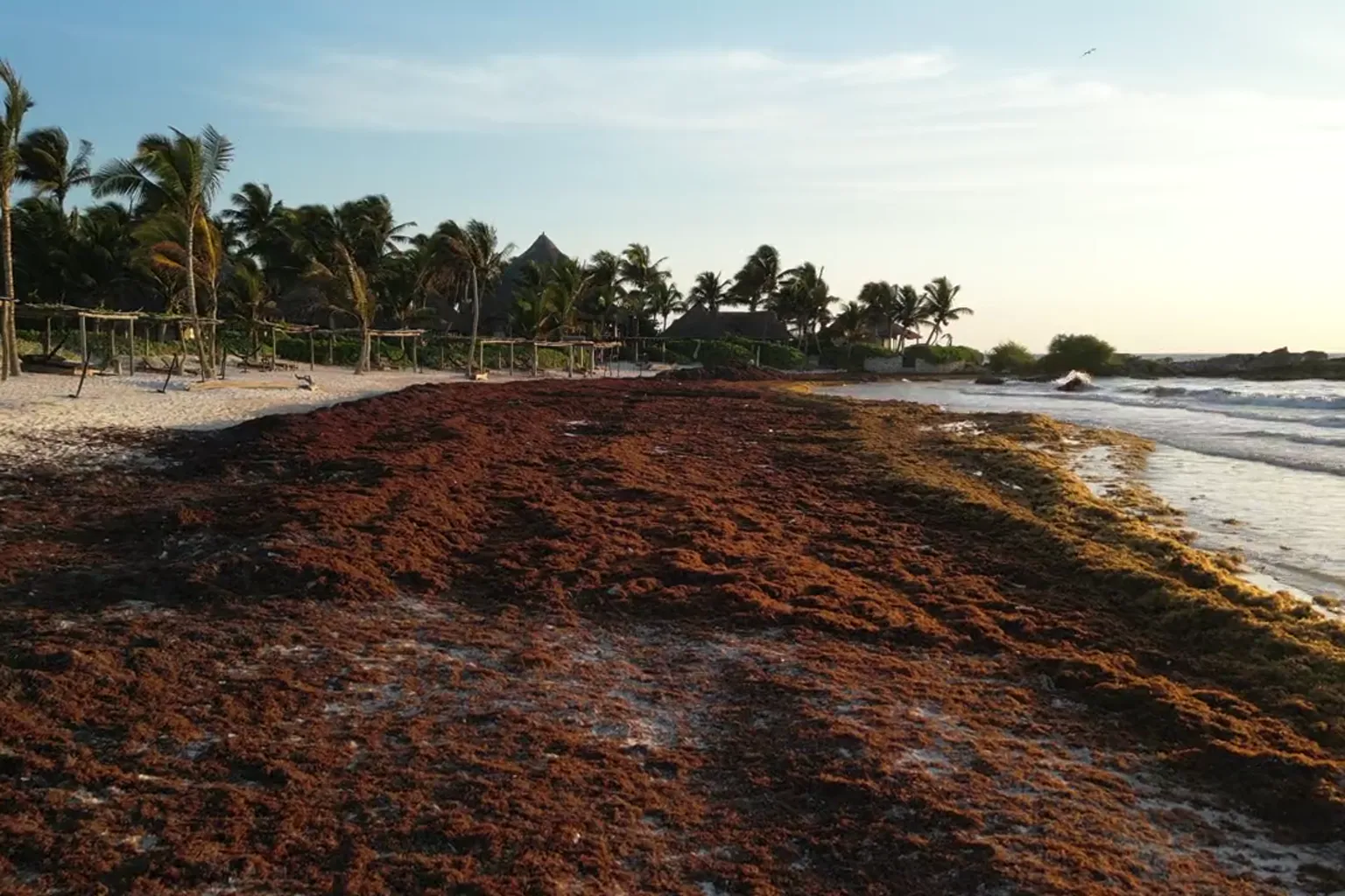 A palm-lined beach at golden hour, its sand buried under a thick bank of stranded sargassum