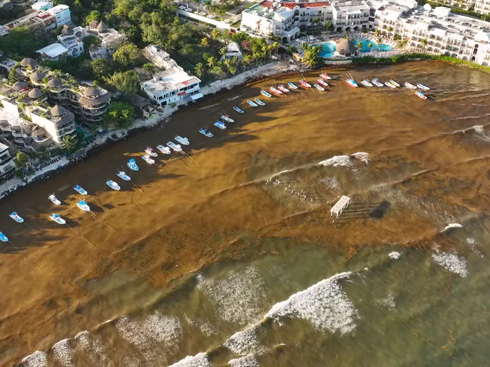 A resort coastline seen from the air, the water along the beach covered by a thick mat of sargassum