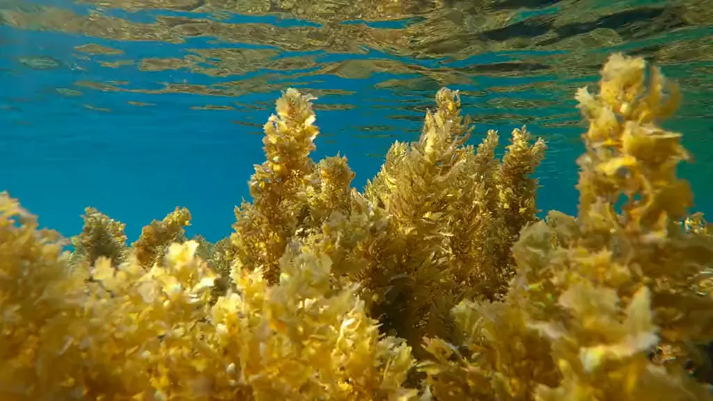 A sargassum frond just below the surface, its air bladders holding it afloat, in clear blue water