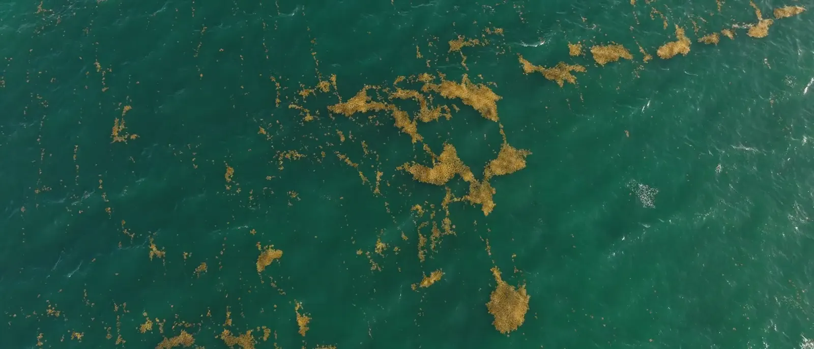 Rafts of floating sargassum scattered across calm open Caribbean water, seen from high above